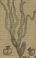 Picture 428 of 801 from A nievve herball, or Historie of plantes : wherein is contayned the whole discourse and perfect description of all sortes of herbes and plantes : their divers & sundry kindes ... and that not onely of those whiche are here growyng in this our countrie of Englande, but of all others also of forrayne realmes commonly used in physicke ; first set foorth in the Doutche or Almaigne tongue (1578), leaf 440