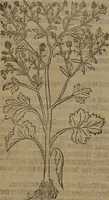 Picture 429 of 801 from A nievve herball, or Historie of plantes : wherein is contayned the whole discourse and perfect description of all sortes of herbes and plantes : their divers & sundry kindes ... and that not onely of those whiche are here growyng in this our countrie of Englande, but of all others also of forrayne realmes commonly used in physicke ; first set foorth in the Doutche or Almaigne tongue (1578), leaf 443