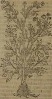 Picture 430 of 801 from A nievve herball, or Historie of plantes : wherein is contayned the whole discourse and perfect description of all sortes of herbes and plantes : their divers & sundry kindes ... and that not onely of those whiche are here growyng in this our countrie of Englande, but of all others also of forrayne realmes commonly used in physicke ; first set foorth in the Doutche or Almaigne tongue (1578), leaf 443