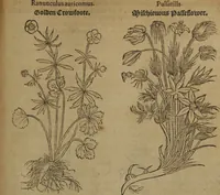 Picture 432 of 801 from A nievve herball, or Historie of plantes : wherein is contayned the whole discourse and perfect description of all sortes of herbes and plantes : their divers & sundry kindes ... and that not onely of those whiche are here growyng in this our countrie of Englande, but of all others also of forrayne realmes commonly used in physicke ; first set foorth in the Doutche or Almaigne tongue (1578), leaf 444