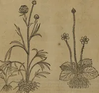 Picture 433 of 801 from A nievve herball, or Historie of plantes : wherein is contayned the whole discourse and perfect description of all sortes of herbes and plantes : their divers & sundry kindes ... and that not onely of those whiche are here growyng in this our countrie of Englande, but of all others also of forrayne realmes commonly used in physicke ; first set foorth in the Doutche or Almaigne tongue (1578), leaf 445