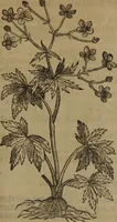 Picture 434 of 801 from A nievve herball, or Historie of plantes : wherein is contayned the whole discourse and perfect description of all sortes of herbes and plantes : their divers & sundry kindes ... and that not onely of those whiche are here growyng in this our countrie of Englande, but of all others also of forrayne realmes commonly used in physicke ; first set foorth in the Doutche or Almaigne tongue (1578), leaf 446