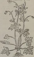 Picture 436 of 801 from A nievve herball, or Historie of plantes : wherein is contayned the whole discourse and perfect description of all sortes of herbes and plantes : their divers & sundry kindes ... and that not onely of those whiche are here growyng in this our countrie of Englande, but of all others also of forrayne realmes commonly used in physicke ; first set foorth in the Doutche or Almaigne tongue (1578), leaf 448