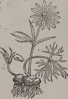 Picture 439 of 801 from A nievve herball, or Historie of plantes : wherein is contayned the whole discourse and perfect description of all sortes of herbes and plantes : their divers & sundry kindes ... and that not onely of those whiche are here growyng in this our countrie of Englande, but of all others also of forrayne realmes commonly used in physicke ; first set foorth in the Doutche or Almaigne tongue (1578), leaf 449