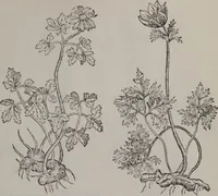Picture 440 of 801 from A nievve herball, or Historie of plantes : wherein is contayned the whole discourse and perfect description of all sortes of herbes and plantes : their divers & sundry kindes ... and that not onely of those whiche are here growyng in this our countrie of Englande, but of all others also of forrayne realmes commonly used in physicke ; first set foorth in the Doutche or Almaigne tongue (1578), leaf 450