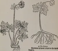 Picture 441 of 801 from A nievve herball, or Historie of plantes : wherein is contayned the whole discourse and perfect description of all sortes of herbes and plantes : their divers & sundry kindes ... and that not onely of those whiche are here growyng in this our countrie of Englande, but of all others also of forrayne realmes commonly used in physicke ; first set foorth in the Doutche or Almaigne tongue (1578), leaf 451