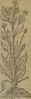 Picture 442 of 801 from A nievve herball, or Historie of plantes : wherein is contayned the whole discourse and perfect description of all sortes of herbes and plantes : their divers & sundry kindes ... and that not onely of those whiche are here growyng in this our countrie of Englande, but of all others also of forrayne realmes commonly used in physicke ; first set foorth in the Doutche or Almaigne tongue (1578), leaf 452