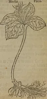An illustration from A nievve herball, or Historie of plantes : wherein is contayned the whole discourse and perfect description of all sortes of herbes and plantes : their divers & sundry kindes ... and that not onely of those whiche are here growyng in this our countrie of Englande, but of all others also of forrayne realmes commonly used in physicke ; first set foorth in the Doutche or Almaigne tongue (1578)