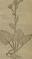 Picture 445 of 801 from A nievve herball, or Historie of plantes : wherein is contayned the whole discourse and perfect description of all sortes of herbes and plantes : their divers & sundry kindes ... and that not onely of those whiche are here growyng in this our countrie of Englande, but of all others also of forrayne realmes commonly used in physicke ; first set foorth in the Doutche or Almaigne tongue (1578), leaf 453