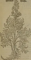 Picture 447 of 801 from A nievve herball, or Historie of plantes : wherein is contayned the whole discourse and perfect description of all sortes of herbes and plantes : their divers & sundry kindes ... and that not onely of those whiche are here growyng in this our countrie of Englande, but of all others also of forrayne realmes commonly used in physicke ; first set foorth in the Doutche or Almaigne tongue (1578), leaf 454