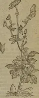 Picture 448 of 801 from A nievve herball, or Historie of plantes : wherein is contayned the whole discourse and perfect description of all sortes of herbes and plantes : their divers & sundry kindes ... and that not onely of those whiche are here growyng in this our countrie of Englande, but of all others also of forrayne realmes commonly used in physicke ; first set foorth in the Doutche or Almaigne tongue (1578), leaf 454