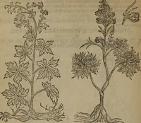 Picture 449 of 801 from A nievve herball, or Historie of plantes : wherein is contayned the whole discourse and perfect description of all sortes of herbes and plantes : their divers & sundry kindes ... and that not onely of those whiche are here growyng in this our countrie of Englande, but of all others also of forrayne realmes commonly used in physicke ; first set foorth in the Doutche or Almaigne tongue (1578), leaf 455