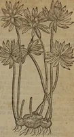 Picture 450 of 801 from A nievve herball, or Historie of plantes : wherein is contayned the whole discourse and perfect description of all sortes of herbes and plantes : their divers & sundry kindes ... and that not onely of those whiche are here growyng in this our countrie of Englande, but of all others also of forrayne realmes commonly used in physicke ; first set foorth in the Doutche or Almaigne tongue (1578), leaf 456