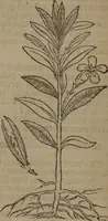 Picture 452 of 801 from A nievve herball, or Historie of plantes : wherein is contayned the whole discourse and perfect description of all sortes of herbes and plantes : their divers & sundry kindes ... and that not onely of those whiche are here growyng in this our countrie of Englande, but of all others also of forrayne realmes commonly used in physicke ; first set foorth in the Doutche or Almaigne tongue (1578), leaf 457