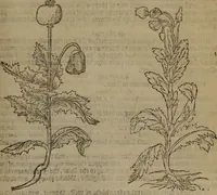 An illustration from A nievve herball, or Historie of plantes : wherein is contayned the whole discourse and perfect description of all sortes of herbes and plantes : their divers & sundry kindes ... and that not onely of those whiche are here growyng in this our countrie of Englande, but of all others also of forrayne realmes commonly used in physicke ; first set foorth in the Doutche or Almaigne tongue (1578)
