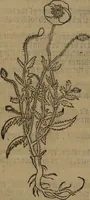 Picture 454 of 801 from A nievve herball, or Historie of plantes : wherein is contayned the whole discourse and perfect description of all sortes of herbes and plantes : their divers & sundry kindes ... and that not onely of those whiche are here growyng in this our countrie of Englande, but of all others also of forrayne realmes commonly used in physicke ; first set foorth in the Doutche or Almaigne tongue (1578), leaf 461
