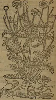 Picture 455 of 801 from A nievve herball, or Historie of plantes : wherein is contayned the whole discourse and perfect description of all sortes of herbes and plantes : their divers & sundry kindes ... and that not onely of those whiche are here growyng in this our countrie of Englande, but of all others also of forrayne realmes commonly used in physicke ; first set foorth in the Doutche or Almaigne tongue (1578), leaf 461
