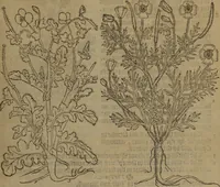 An illustration from A nievve herball, or Historie of plantes : wherein is contayned the whole discourse and perfect description of all sortes of herbes and plantes : their divers & sundry kindes ... and that not onely of those whiche are here growyng in this our countrie of Englande, but of all others also of forrayne realmes commonly used in physicke ; first set foorth in the Doutche or Almaigne tongue (1578)