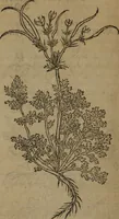 Picture 457 of 801 from A nievve herball, or Historie of plantes : wherein is contayned the whole discourse and perfect description of all sortes of herbes and plantes : their divers & sundry kindes ... and that not onely of those whiche are here growyng in this our countrie of Englande, but of all others also of forrayne realmes commonly used in physicke ; first set foorth in the Doutche or Almaigne tongue (1578), leaf 463