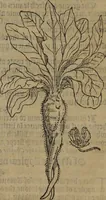 Picture 458 of 801 from A nievve herball, or Historie of plantes : wherein is contayned the whole discourse and perfect description of all sortes of herbes and plantes : their divers & sundry kindes ... and that not onely of those whiche are here growyng in this our countrie of Englande, but of all others also of forrayne realmes commonly used in physicke ; first set foorth in the Doutche or Almaigne tongue (1578), leaf 464