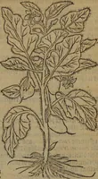 Picture 459 of 801 from A nievve herball, or Historie of plantes : wherein is contayned the whole discourse and perfect description of all sortes of herbes and plantes : their divers & sundry kindes ... and that not onely of those whiche are here growyng in this our countrie of Englande, but of all others also of forrayne realmes commonly used in physicke ; first set foorth in the Doutche or Almaigne tongue (1578), leaf 466