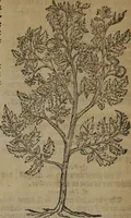 Picture 460 of 801 from A nievve herball, or Historie of plantes : wherein is contayned the whole discourse and perfect description of all sortes of herbes and plantes : their divers & sundry kindes ... and that not onely of those whiche are here growyng in this our countrie of Englande, but of all others also of forrayne realmes commonly used in physicke ; first set foorth in the Doutche or Almaigne tongue (1578), leaf 467