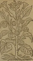 Picture 461 of 801 from A nievve herball, or Historie of plantes : wherein is contayned the whole discourse and perfect description of all sortes of herbes and plantes : their divers & sundry kindes ... and that not onely of those whiche are here growyng in this our countrie of Englande, but of all others also of forrayne realmes commonly used in physicke ; first set foorth in the Doutche or Almaigne tongue (1578), leaf 468