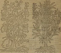 Picture 463 of 801 from A nievve herball, or Historie of plantes : wherein is contayned the whole discourse and perfect description of all sortes of herbes and plantes : their divers & sundry kindes ... and that not onely of those whiche are here growyng in this our countrie of Englande, but of all others also of forrayne realmes commonly used in physicke ; first set foorth in the Doutche or Almaigne tongue (1578), leaf 469