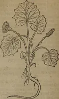 Picture 27 of 801 from A nievve herball, or Historie of plantes : wherein is contayned the whole discourse and perfect description of all sortes of herbes and plantes : their divers & sundry kindes ... and that not onely of those whiche are here growyng in this our countrie of Englande, but of all others also of forrayne realmes commonly used in physicke ; first set foorth in the Doutche or Almaigne tongue (1578), leaf 47