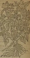 Picture 465 of 801 from A nievve herball, or Historie of plantes : wherein is contayned the whole discourse and perfect description of all sortes of herbes and plantes : their divers & sundry kindes ... and that not onely of those whiche are here growyng in this our countrie of Englande, but of all others also of forrayne realmes commonly used in physicke ; first set foorth in the Doutche or Almaigne tongue (1578), leaf 471