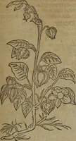 Picture 466 of 801 from A nievve herball, or Historie of plantes : wherein is contayned the whole discourse and perfect description of all sortes of herbes and plantes : their divers & sundry kindes ... and that not onely of those whiche are here growyng in this our countrie of Englande, but of all others also of forrayne realmes commonly used in physicke ; first set foorth in the Doutche or Almaigne tongue (1578), leaf 472
