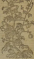 Picture 467 of 801 from A nievve herball, or Historie of plantes : wherein is contayned the whole discourse and perfect description of all sortes of herbes and plantes : their divers & sundry kindes ... and that not onely of those whiche are here growyng in this our countrie of Englande, but of all others also of forrayne realmes commonly used in physicke ; first set foorth in the Doutche or Almaigne tongue (1578), leaf 472