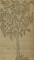 Picture 469 of 801 from A nievve herball, or Historie of plantes : wherein is contayned the whole discourse and perfect description of all sortes of herbes and plantes : their divers & sundry kindes ... and that not onely of those whiche are here growyng in this our countrie of Englande, but of all others also of forrayne realmes commonly used in physicke ; first set foorth in the Doutche or Almaigne tongue (1578), leaf 473