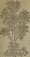 Picture 470 of 801 from A nievve herball, or Historie of plantes : wherein is contayned the whole discourse and perfect description of all sortes of herbes and plantes : their divers & sundry kindes ... and that not onely of those whiche are here growyng in this our countrie of Englande, but of all others also of forrayne realmes commonly used in physicke ; first set foorth in the Doutche or Almaigne tongue (1578), leaf 476