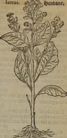 Picture 471 of 801 from A nievve herball, or Historie of plantes : wherein is contayned the whole discourse and perfect description of all sortes of herbes and plantes : their divers & sundry kindes ... and that not onely of those whiche are here growyng in this our countrie of Englande, but of all others also of forrayne realmes commonly used in physicke ; first set foorth in the Doutche or Almaigne tongue (1578), leaf 476