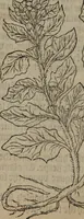 Picture 472 of 801 from A nievve herball, or Historie of plantes : wherein is contayned the whole discourse and perfect description of all sortes of herbes and plantes : their divers & sundry kindes ... and that not onely of those whiche are here growyng in this our countrie of Englande, but of all others also of forrayne realmes commonly used in physicke ; first set foorth in the Doutche or Almaigne tongue (1578), leaf 476