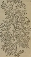 Picture 474 of 801 from A nievve herball, or Historie of plantes : wherein is contayned the whole discourse and perfect description of all sortes of herbes and plantes : their divers & sundry kindes ... and that not onely of those whiche are here growyng in this our countrie of Englande, but of all others also of forrayne realmes commonly used in physicke ; first set foorth in the Doutche or Almaigne tongue (1578), leaf 478
