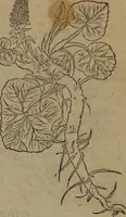 Picture 28 of 801 from A nievve herball, or Historie of plantes : wherein is contayned the whole discourse and perfect description of all sortes of herbes and plantes : their divers & sundry kindes ... and that not onely of those whiche are here growyng in this our countrie of Englande, but of all others also of forrayne realmes commonly used in physicke ; first set foorth in the Doutche or Almaigne tongue (1578), leaf 48