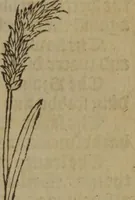 Picture 475 of 801 from A nievve herball, or Historie of plantes : wherein is contayned the whole discourse and perfect description of all sortes of herbes and plantes : their divers & sundry kindes ... and that not onely of those whiche are here growyng in this our countrie of Englande, but of all others also of forrayne realmes commonly used in physicke ; first set foorth in the Doutche or Almaigne tongue (1578), leaf 480