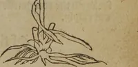 Picture 476 of 801 from A nievve herball, or Historie of plantes : wherein is contayned the whole discourse and perfect description of all sortes of herbes and plantes : their divers & sundry kindes ... and that not onely of those whiche are here growyng in this our countrie of Englande, but of all others also of forrayne realmes commonly used in physicke ; first set foorth in the Doutche or Almaigne tongue (1578), leaf 480