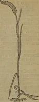Picture 477 of 801 from A nievve herball, or Historie of plantes : wherein is contayned the whole discourse and perfect description of all sortes of herbes and plantes : their divers & sundry kindes ... and that not onely of those whiche are here growyng in this our countrie of Englande, but of all others also of forrayne realmes commonly used in physicke ; first set foorth in the Doutche or Almaigne tongue (1578), leaf 482