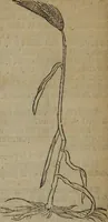Picture 478 of 801 from A nievve herball, or Historie of plantes : wherein is contayned the whole discourse and perfect description of all sortes of herbes and plantes : their divers & sundry kindes ... and that not onely of those whiche are here growyng in this our countrie of Englande, but of all others also of forrayne realmes commonly used in physicke ; first set foorth in the Doutche or Almaigne tongue (1578), leaf 483