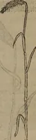 An illustration from A nievve herball, or Historie of plantes : wherein is contayned the whole discourse and perfect description of all sortes of herbes and plantes : their divers & sundry kindes ... and that not onely of those whiche are here growyng in this our countrie of Englande, but of all others also of forrayne realmes commonly used in physicke ; first set foorth in the Doutche or Almaigne tongue (1578)