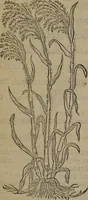 An illustration from A nievve herball, or Historie of plantes : wherein is contayned the whole discourse and perfect description of all sortes of herbes and plantes : their divers & sundry kindes ... and that not onely of those whiche are here growyng in this our countrie of Englande, but of all others also of forrayne realmes commonly used in physicke ; first set foorth in the Doutche or Almaigne tongue (1578)