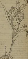 Picture 484 of 801 from A nievve herball, or Historie of plantes : wherein is contayned the whole discourse and perfect description of all sortes of herbes and plantes : their divers & sundry kindes ... and that not onely of those whiche are here growyng in this our countrie of Englande, but of all others also of forrayne realmes commonly used in physicke ; first set foorth in the Doutche or Almaigne tongue (1578), leaf 489