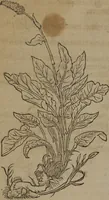 Picture 29 of 801 from A nievve herball, or Historie of plantes : wherein is contayned the whole discourse and perfect description of all sortes of herbes and plantes : their divers & sundry kindes ... and that not onely of those whiche are here growyng in this our countrie of Englande, but of all others also of forrayne realmes commonly used in physicke ; first set foorth in the Doutche or Almaigne tongue (1578), leaf 49