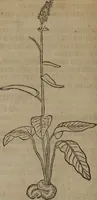 Picture 30 of 801 from A nievve herball, or Historie of plantes : wherein is contayned the whole discourse and perfect description of all sortes of herbes and plantes : their divers & sundry kindes ... and that not onely of those whiche are here growyng in this our countrie of Englande, but of all others also of forrayne realmes commonly used in physicke ; first set foorth in the Doutche or Almaigne tongue (1578), leaf 49