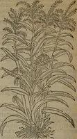Picture 486 of 801 from A nievve herball, or Historie of plantes : wherein is contayned the whole discourse and perfect description of all sortes of herbes and plantes : their divers & sundry kindes ... and that not onely of those whiche are here growyng in this our countrie of Englande, but of all others also of forrayne realmes commonly used in physicke ; first set foorth in the Doutche or Almaigne tongue (1578), leaf 491