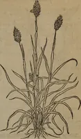 Picture 489 of 801 from A nievve herball, or Historie of plantes : wherein is contayned the whole discourse and perfect description of all sortes of herbes and plantes : their divers & sundry kindes ... and that not onely of those whiche are here growyng in this our countrie of Englande, but of all others also of forrayne realmes commonly used in physicke ; first set foorth in the Doutche or Almaigne tongue (1578), leaf 492