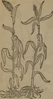 Picture 490 of 801 from A nievve herball, or Historie of plantes : wherein is contayned the whole discourse and perfect description of all sortes of herbes and plantes : their divers & sundry kindes ... and that not onely of those whiche are here growyng in this our countrie of Englande, but of all others also of forrayne realmes commonly used in physicke ; first set foorth in the Doutche or Almaigne tongue (1578), leaf 493